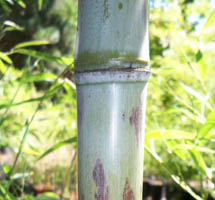 Leopard Snakeskin Bamboo